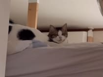 お名前を呼んだら「にゃあ〜」！100点満点のお返事をする猫さん