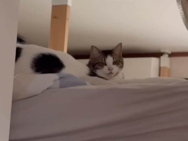 お名前を呼んだら「にゃあ〜」!100点満点のお返事をする猫さん