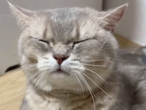 気持ちよすぎてゴロン！ブラッシングにうっとりする猫さん