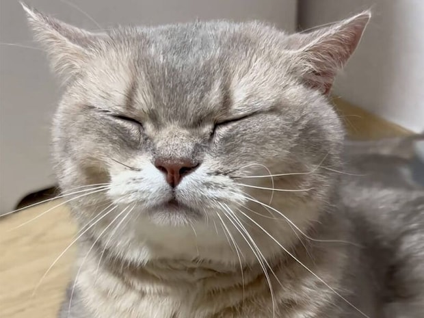 気持ちよすぎてゴロン!ブラッシングにうっとりする猫さん
