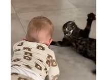 わぁーい♪ 本気ではしゃぐ子猫と赤ちゃんがすごく楽しそう！
