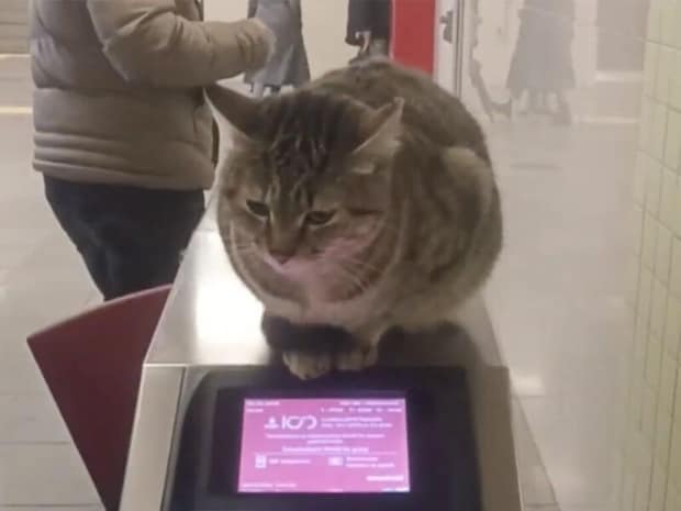 地下鉄駅に小さな警備員？ 改札の上に座る猫さんが可愛い