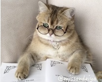 ものすっごく賢そうに見える！ メガネがお似合いの猫さん♪