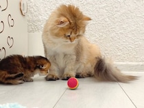 ころん、とお手本。子猫さんたちにボール遊びを教える母猫さん