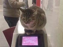 地下鉄駅に小さな警備員？ 改札の上に座る猫さんが可愛い