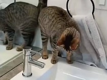「お水まだ？」蛇口の前でスタンバイする猫さんと、ノリがいい飼い主さん