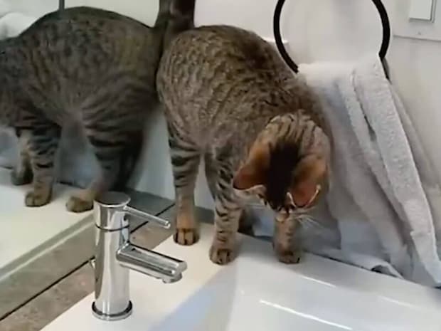 「お水まだ？」蛇口の前でスタンバイする猫さんと、ノリがいい飼い主さん