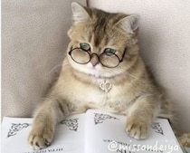 ものすっごく賢そうに見える！ メガネがお似合いの猫さん♪