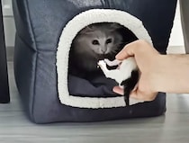 「やめてー！子猫を返して！」 赤ちゃんを奪われたと勘違いしたママ猫が…