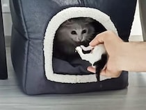 「やめてー！子猫を返して！」 赤ちゃんを奪われたと勘違いしたママ猫が…