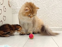 ころん、とお手本。子猫さんたちにボール遊びを教える母猫さん