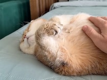 おつかれさま〜、お腹なでなでする？ へそ天ポーズでモフモフさせてくれる猫さん