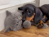 ちょっと近いよ〜！積極的すぎる犬さんに子猫さんが猫パンチで応戦
