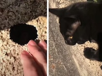 奇跡だ！鍵を落として困っていたら、黒猫が手を貸してくれて…