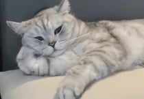 ヒマだにゃ〜なんて声が聞こえてきそう。人間っぽい猫。