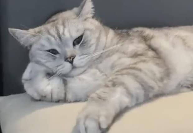 ヒマだにゃ〜なんて声が聞こえてきそう。人間っぽい猫。