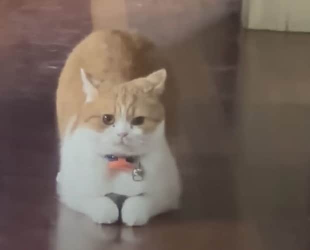 「子猫を隠すの、上手ニャの！」 一体どこに隠したの!?