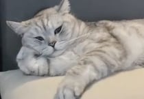 ヒマだにゃ〜なんて声が聞こえてきそう。人間っぽい猫。