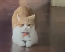 「子猫を隠すの、上手ニャの！」 一体どこに隠したの!?