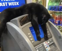 ATMを使いたいなら… 猫様に手数料が必要？