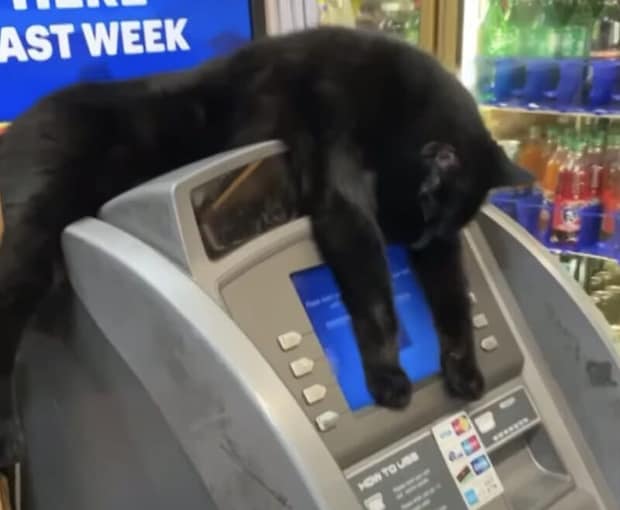 ATMを使いたいなら… 猫様に手数料が必要？