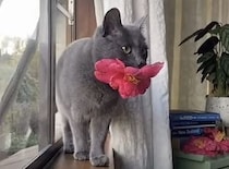 「これ、あげる！」 猫から毎日お花のプレゼント！