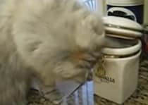 【こっそりイタズラ】器用にエサを取り出せる猫さん、犬を餌付けしてた！