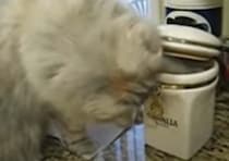 【こっそりイタズラ】器用にエサを取り出せる猫さん、犬を餌付けしてた！