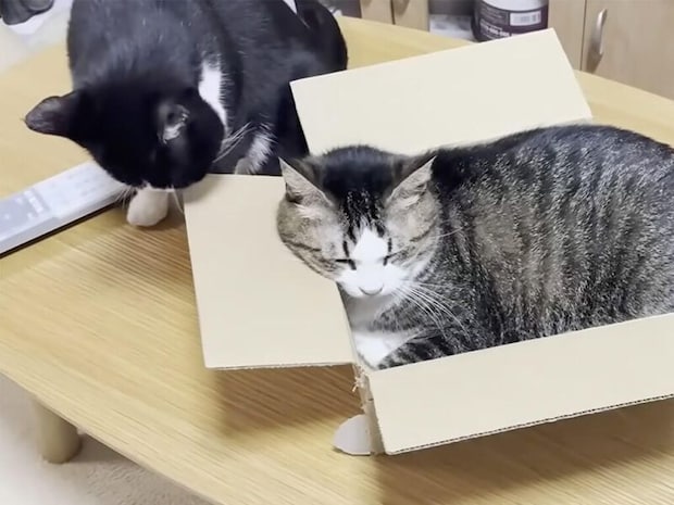 壊れてもボロボロでも譲れない、猫さんたちが順番待ちする特別な箱！