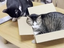 壊れてもボロボロでも譲れない、猫さんたちが順番待ちする特別な箱！