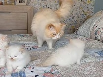 【子猫と初対面】我が子に会ったパパ猫さん、どう接していいか分からずつい…