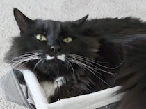 「狭いけれど、ぴったり！」小さめバスケットに収まる黒猫さん