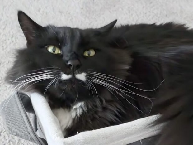 「狭いけれど、ぴったり！」小さめバスケットに収まる黒猫さん