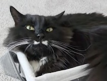「狭いけれど、ぴったり！」小さめバスケットに収まる黒猫さん