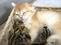 ママだと思われちゃった!? ヒナに好かれる子猫