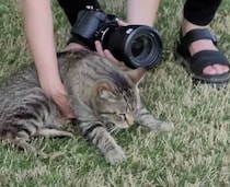 【猫と素敵な結婚式】どうしても新郎と並んで写真撮影したい猫「隣がいいのー！」