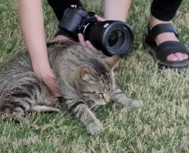 【猫と素敵な結婚式】どうしても新郎と並んで写真撮影したい猫「隣がいいのー!」