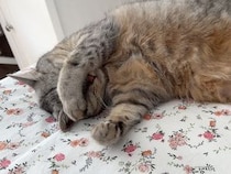 「あと10分だけ寝かせて…」二度寝をたっぷり満喫する猫さん