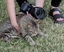 【猫と素敵な結婚式】どうしても新郎と並んで写真撮影したい猫「隣がいいのー！」