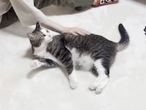 片手間はだめ！「もっと真剣に撫でて？」お母さんへのアピール強めな猫さん
