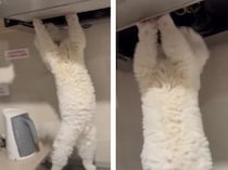 異常はないかニャ？ レンジフードをチェックする猫