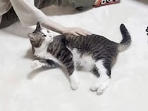 片手間はだめ！「もっと真剣に撫でて？」お母さんへのアピール強めな猫さん
