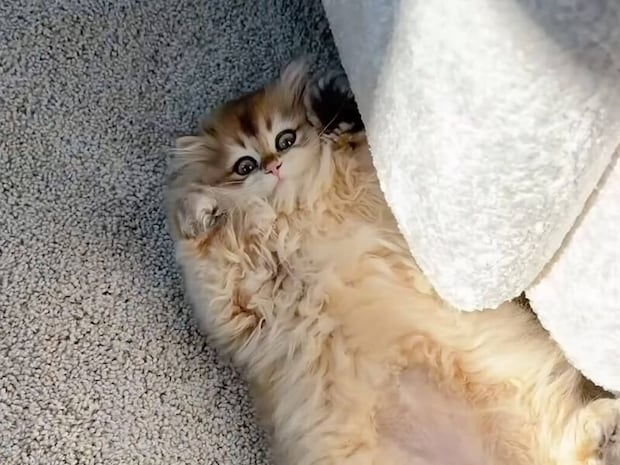 どこでも寝られるタイプです。日向ぼっこができなくても満足そうな子猫さん