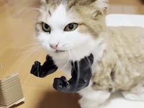「明日も頑張ります！」ムキムキやる気があふれる姿も似合っている猫さん