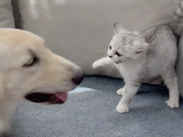 「近づかないで！」から「そばにいて」へ。子猫さんの可愛い変化