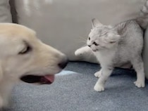 「近づかないで！」から「そばにいて」へ。子猫さんの可愛い変化