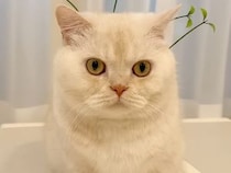 世界一の可愛さ！頭にふたばをちょこんとのせた、まんまる猫さん