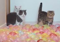 水風船vs猫 ぷにぷにした感触にびっくりソワソワ！