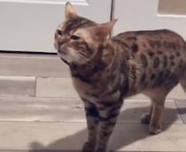 あなたにはなんて聞こえる？ 言葉をしゃべる猫さん