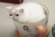 ティーカップサイズの猫さん？ と思ったら、なにかおかしいぞ